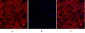 Cdk2 Polyclonal Antibody
